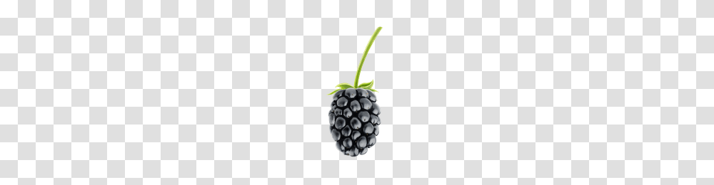 Blackberry, Fruit, Plant, Food, Pineapple Transparent Png
