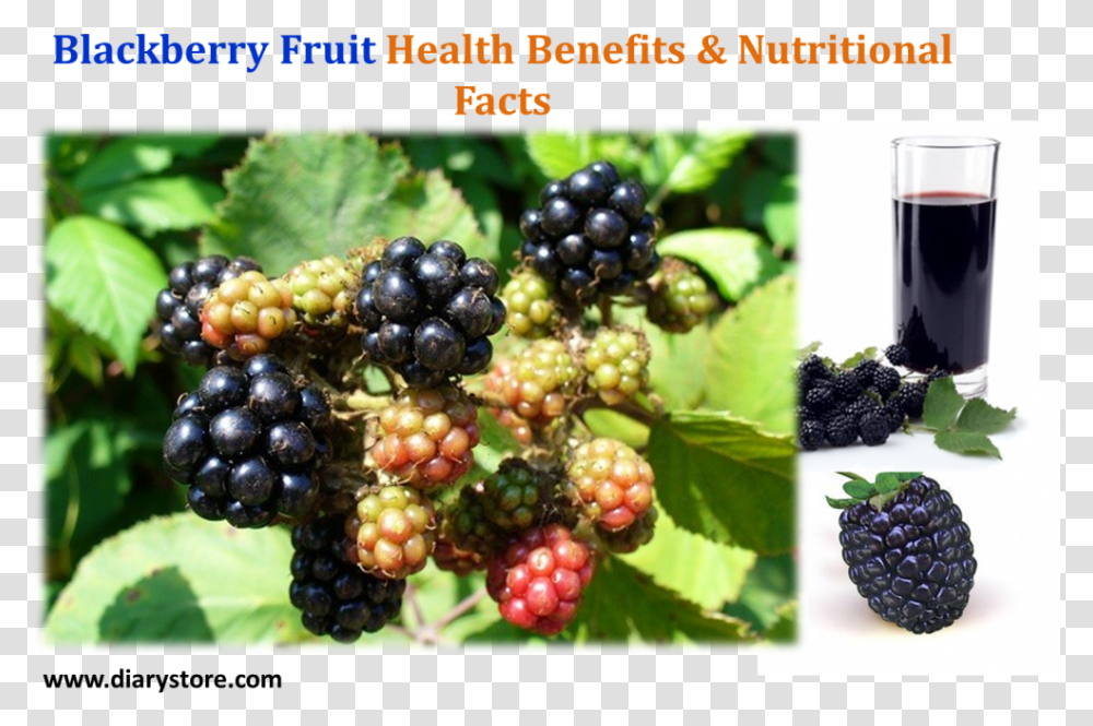 Blackberry Fruit, Plant, Food, Raspberry, Grapes Transparent Png