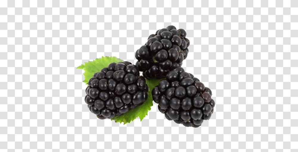 Blackberry, Fruit, Plant, Food, Raspberry Transparent Png