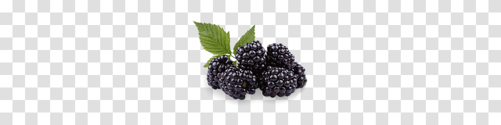 Blackberry, Fruit, Plant, Food, Vegetation Transparent Png