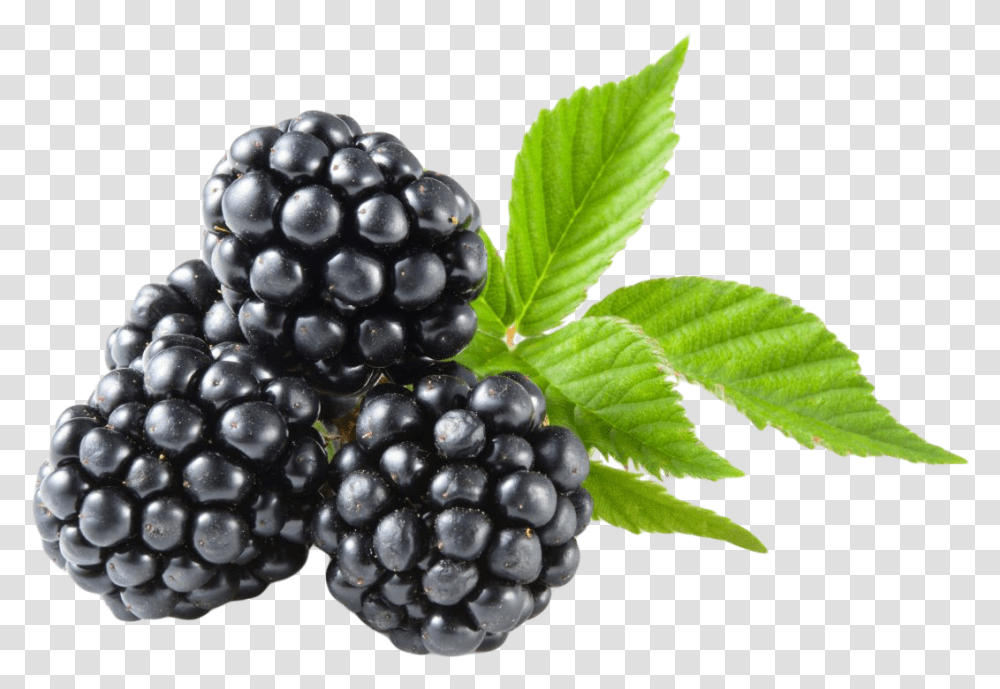 Blackberry Fruit, Plant, Raspberry, Food, Blueberry Transparent Png