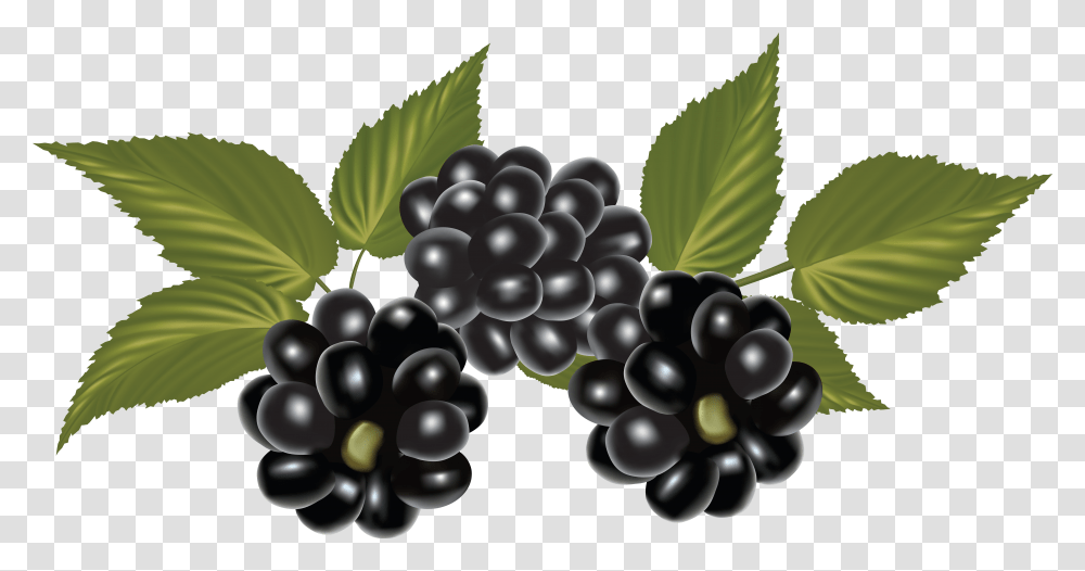 Blackberry, Fruit Transparent Png