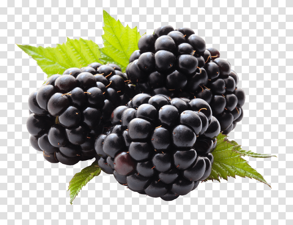 Blackberry Health Benefits For Blackberry, Plant, Grapes, Fruit, Food Transparent Png