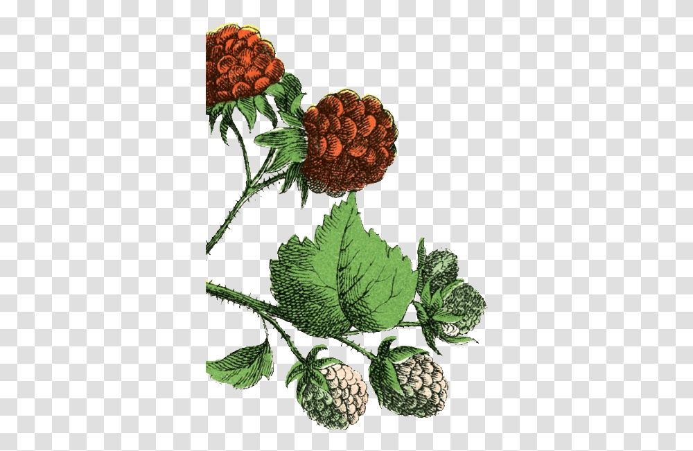 Blackberry Illustration, Plant, Leaf, Flower, Green Transparent Png