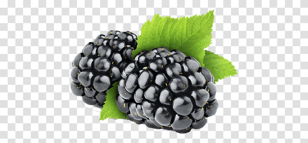 Blackberry Image Black Berry, Plant, Blueberry, Fruit, Food Transparent Png