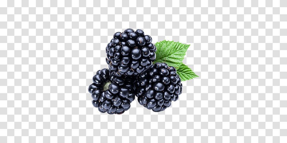 Blackberry Images Free Download, Plant, Fruit, Food, Blueberry Transparent Png