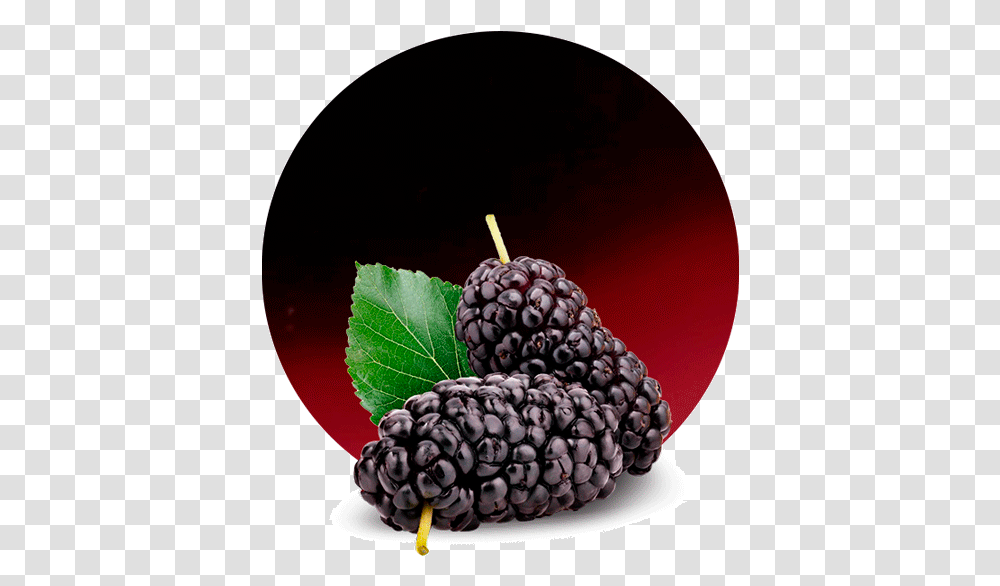 Blackberry Mulberry, Plant, Fruit, Food, Raspberry Transparent Png