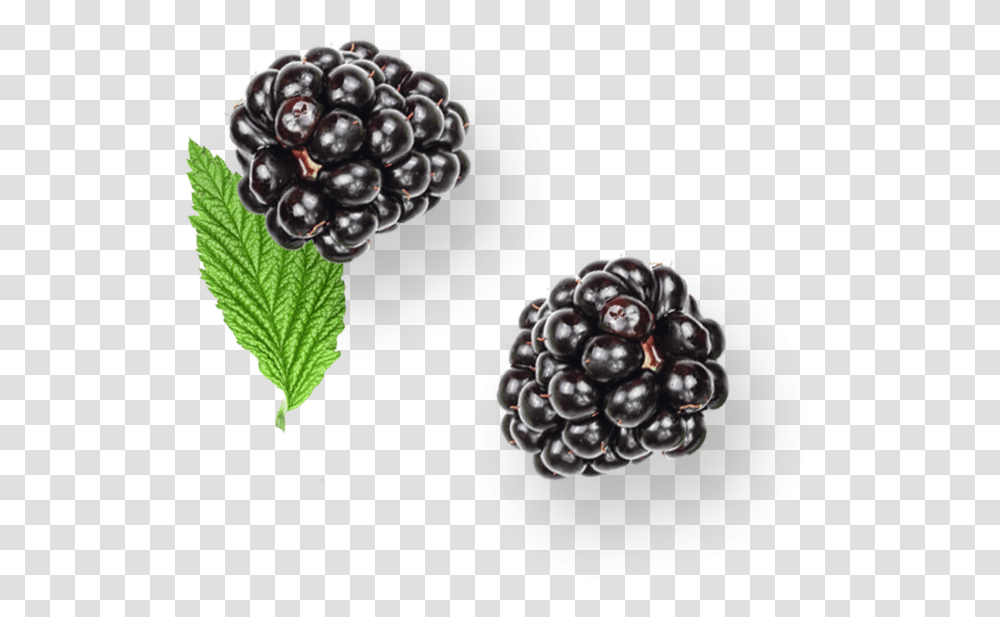 Blackberry, Plant, Raspberry, Fruit, Food Transparent Png