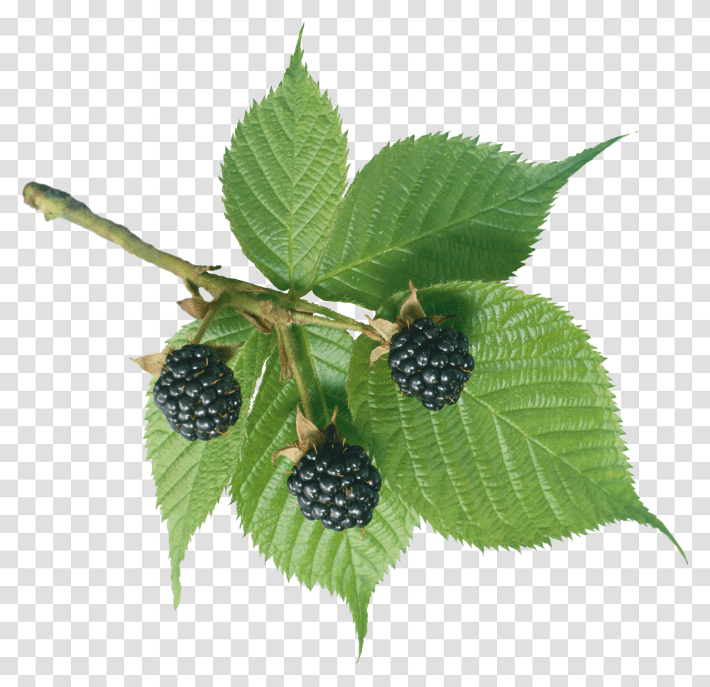 Blackberry Transparent Png