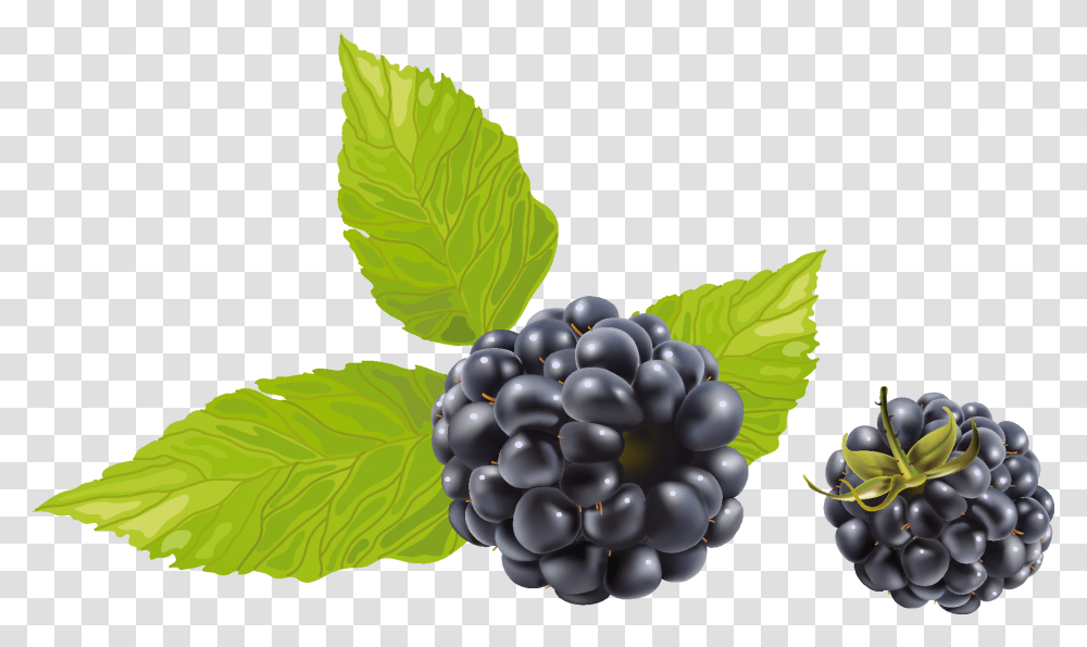 Blackberry With Leaves Image Black Raspberry, Plant, Grapes, Fruit, Food Transparent Png