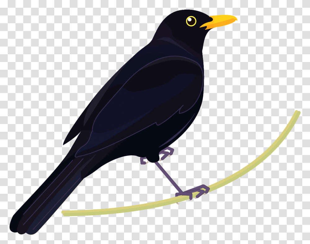 Blackbird, Animal, Agelaius, Bow, Beak Transparent Png
