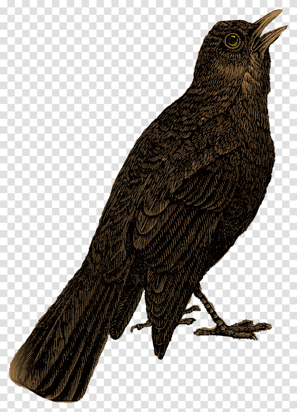Blackbird Background Portable Network Graphics, Vulture, Animal, Condor, Waterfowl Transparent Png