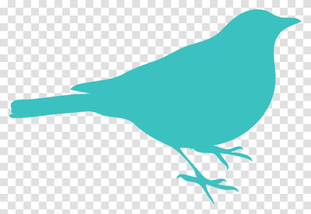 Blackbird Bird Sit Silhouette Blue Robin Bird Silhouette, Animal, Canary Transparent Png