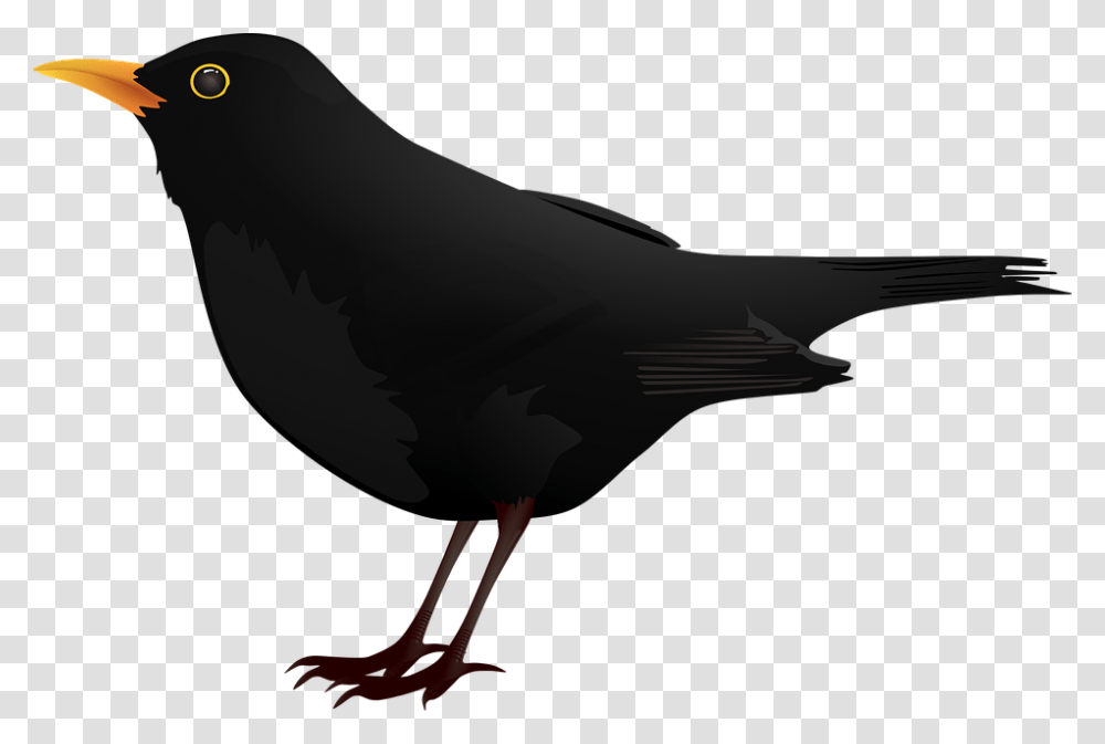 Blackbird Clip Art Dairy Icon, Animal, Agelaius, Finch Transparent Png