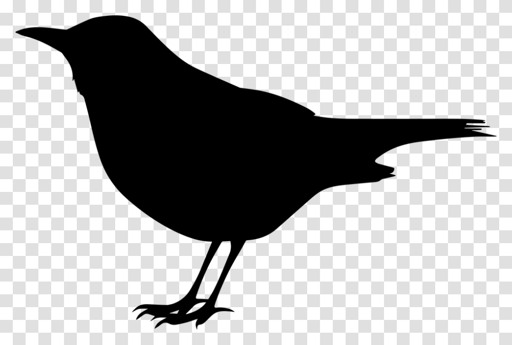 Blackbird Clipart Flying, Gray, World Of Warcraft Transparent Png