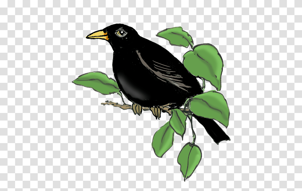 Blackbird, Green, Animal, Agelaius, Plant Transparent Png
