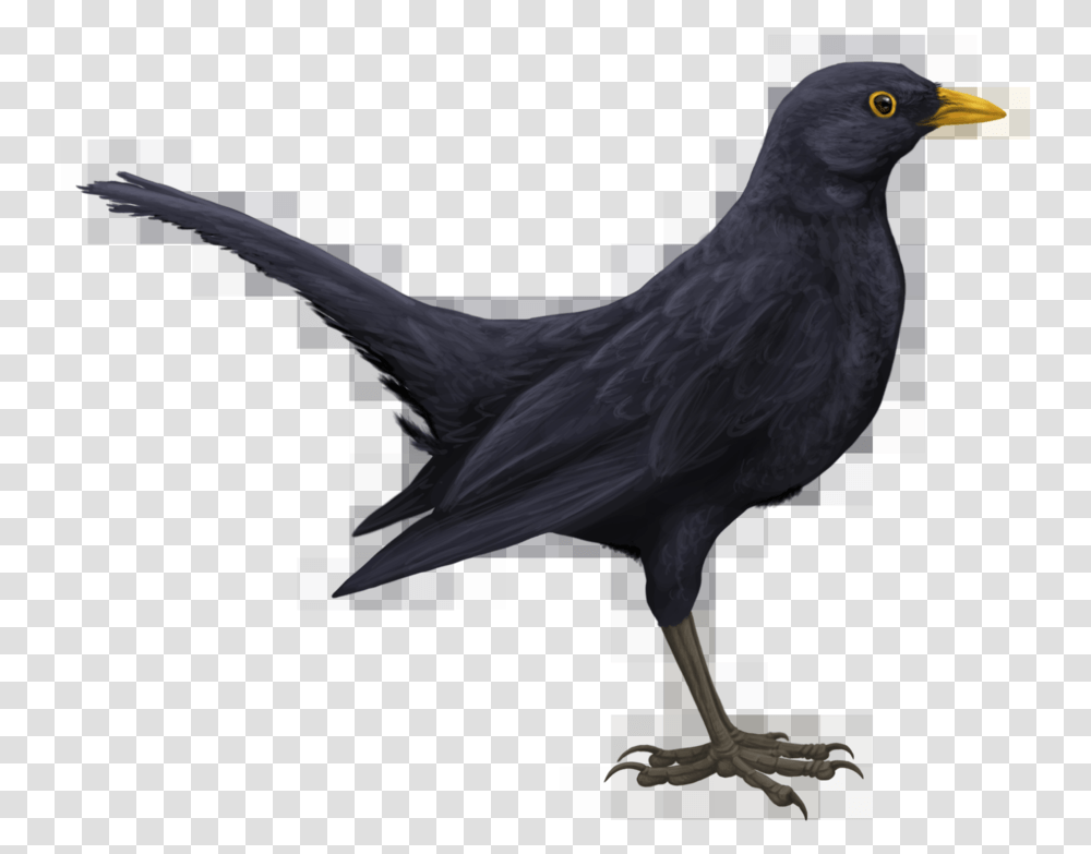 Blackbird Hd Drawn Black Bird, Animal, Vulture, Agelaius, Fish Transparent Png