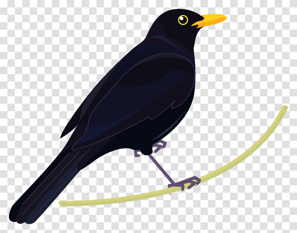 Blackbird Nz, Animal, Agelaius, Beak Transparent Png – Pngset.com