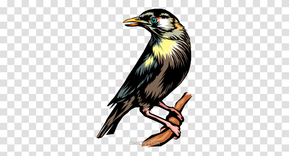 Blackbird Royalty Free Vector Clip Art Illustration, Animal, Agelaius, Finch, Crow Transparent Png