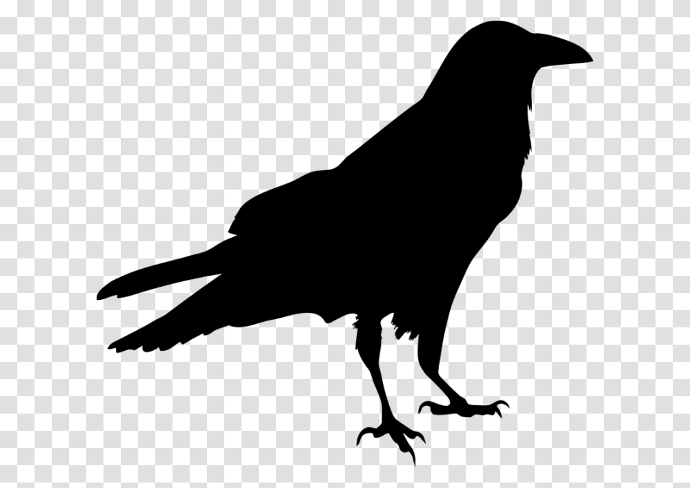 Blackbird Silhouette Clip Art Raven Bird, Gray, World Of Warcraft Transparent Png