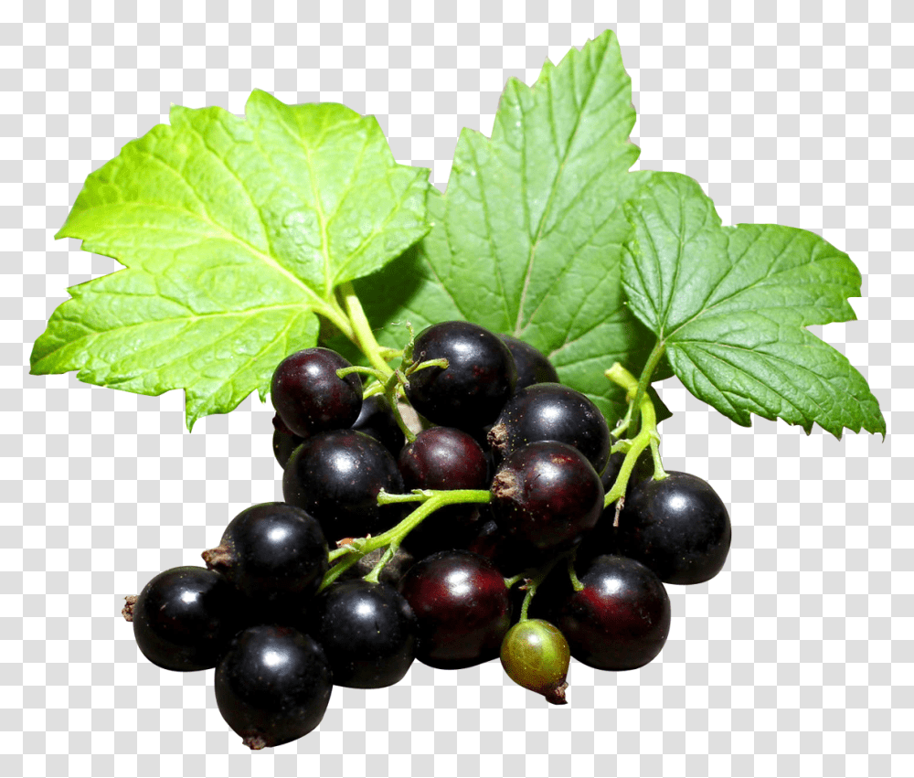 Blackcurrant, Plant, Fruit, Food, Grapes Transparent Png