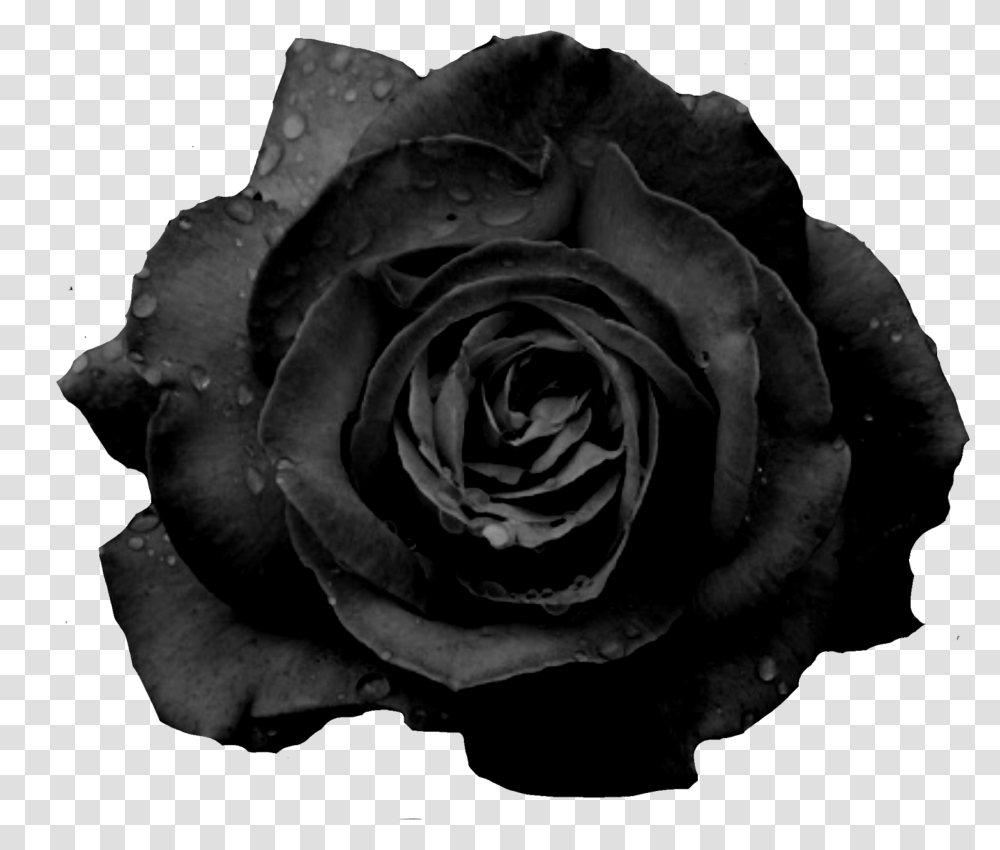 Blackrose Freetoedit Black Rose Flower, Plant, Blossom Transparent Png