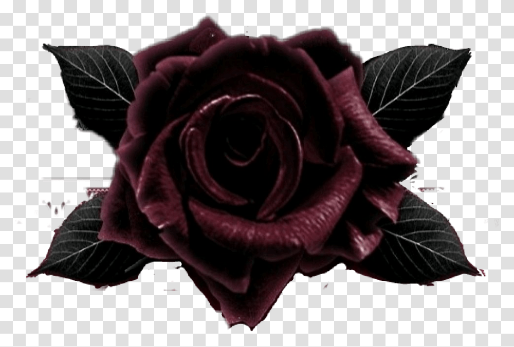 Blackrose Garden Roses, Flower, Plant, Blossom, Person Transparent Png