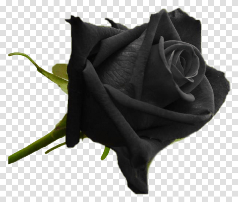 Blackrose Original Black Rose Plant, Flower, Blossom Transparent Png
