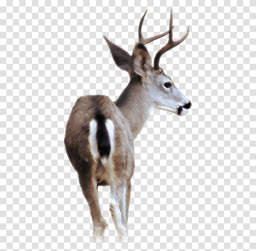 Blacktail Deer Black Tailed Deer, Antelope, Wildlife, Mammal, Animal Transparent Png