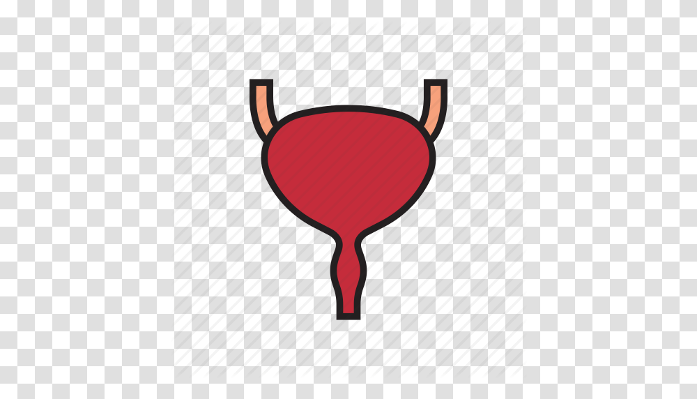 Bladder Body Human Internal Organs Organs Urine Icon, Glass, Red Wine, Alcohol, Beverage Transparent Png