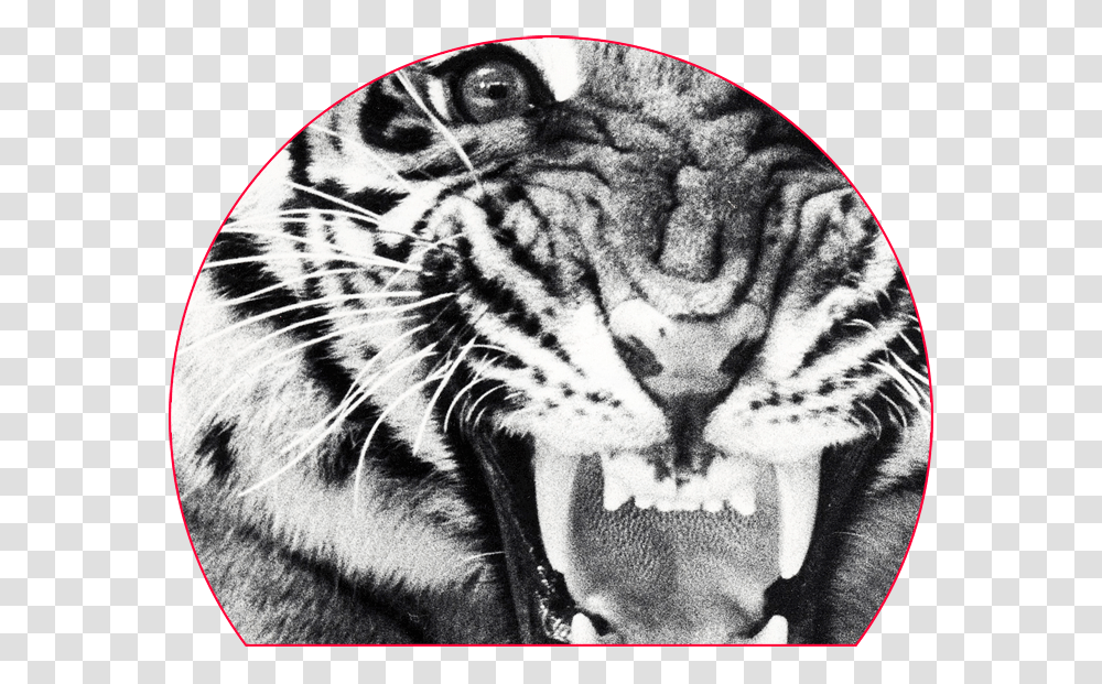 Blade Vault Zoom Detail Sheba, Tiger, Wildlife, Mammal, Animal Transparent Png
