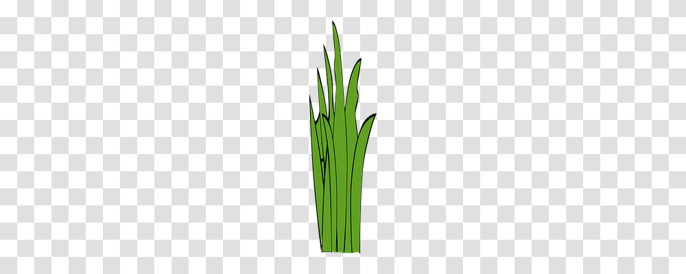 Blades Of Grass Nature, Plant, Lawn, Vegetation Transparent Png