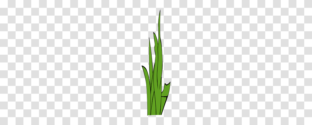 Blades Of Grass Nature, Plant, Flower, Amaryllidaceae Transparent Png