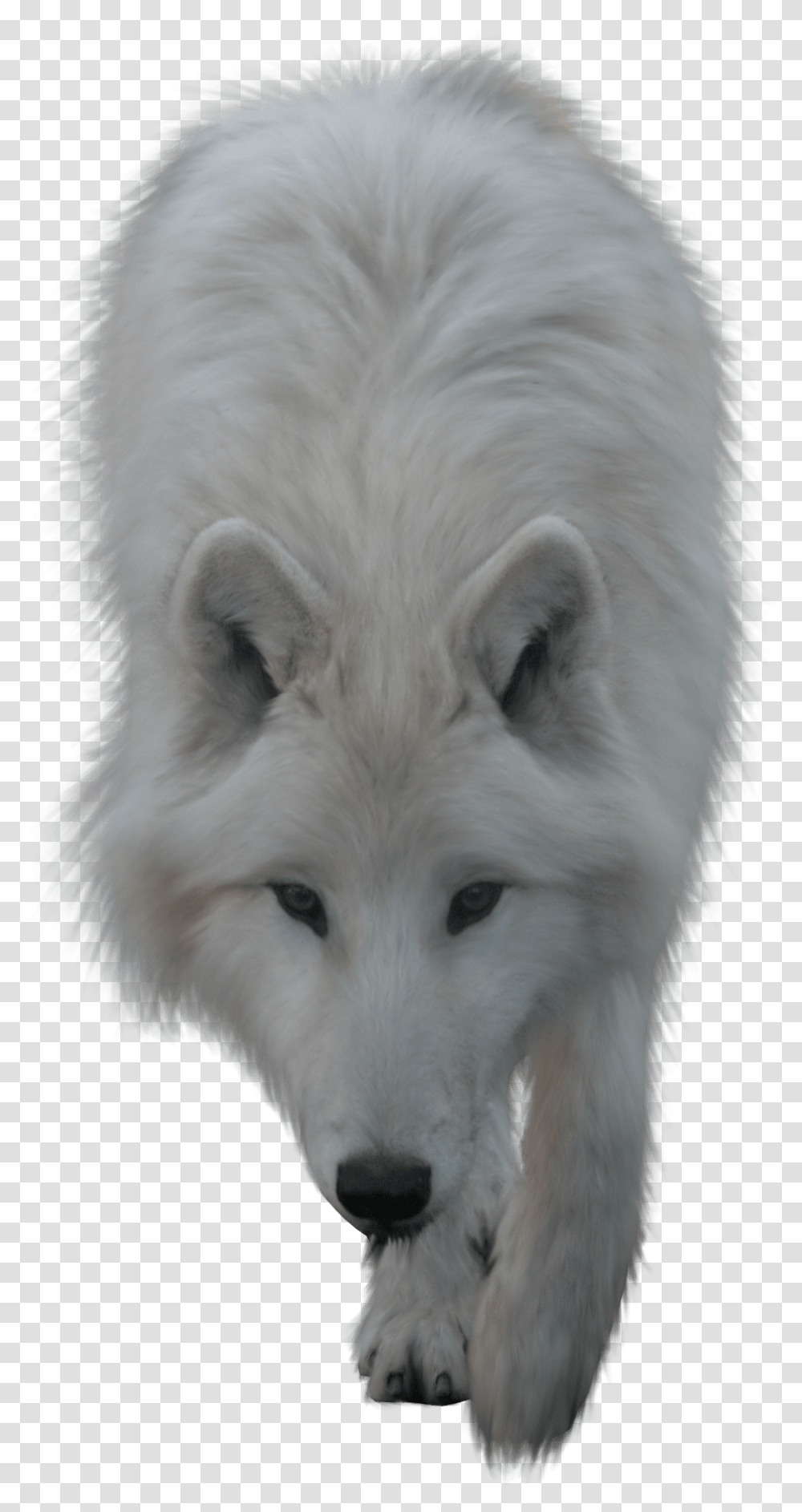Blanc Suissefurarctic Lupus Tundrarumwolf White Wolf, Dog, Pet, Canine, Animal Transparent Png