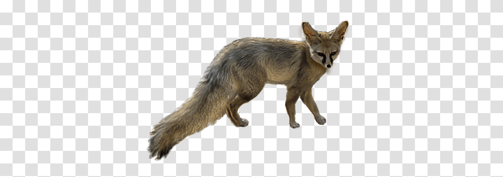 Blandfords Fox Fox, Wildlife, Mammal, Animal, Kit Fox Transparent Png