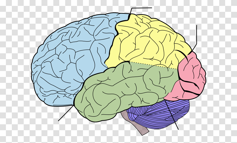 Blank Brain Diagram Mental And Physical Therapy, Plant, Food, Vegetable, Cabbage Transparent Png