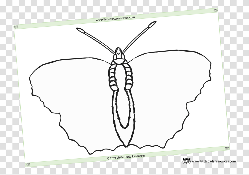 Blank Butterfly Template Sheet, Insect, Invertebrate, Animal, Painting Transparent Png