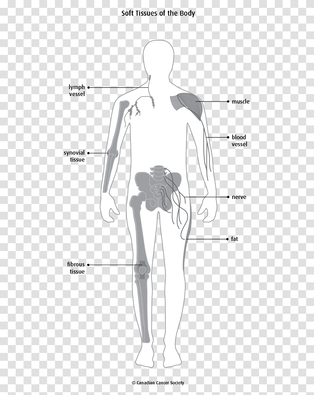 Blank Diagram Immune System, Plot, Bow, Measurements, Veins Transparent Png