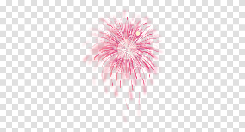 Blasted Pink Firework & Svg Vector File Fogo De Artifcio, Plant, Flower, Blossom, Daisy Transparent Png