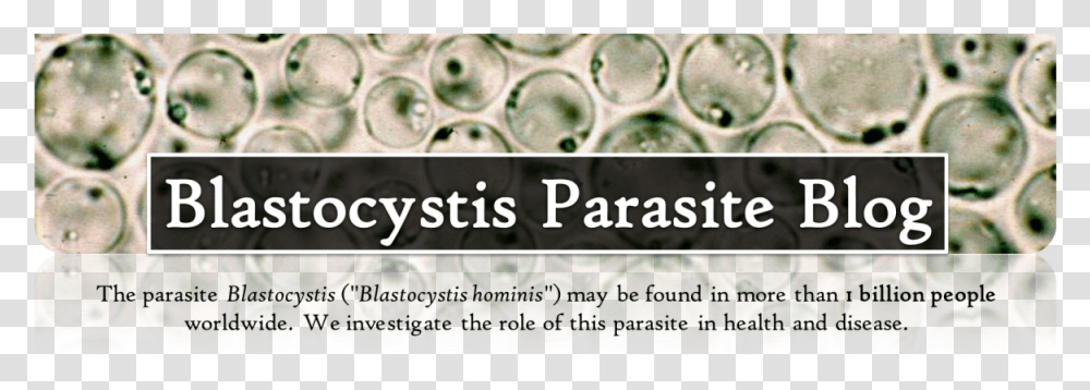 Blastocystis Parasite Blog Blastocystis Hominis Blastocystis, Hole, Drain Transparent Png