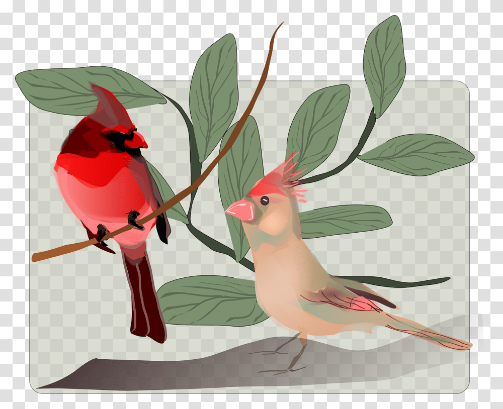 Blbl Clipart, Bird, Animal, Cardinal, Beak Transparent Png