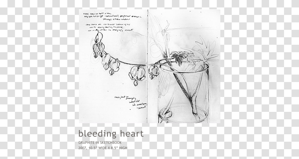 Bleeding Heart, Drawing, Sketch, Plant Transparent Png