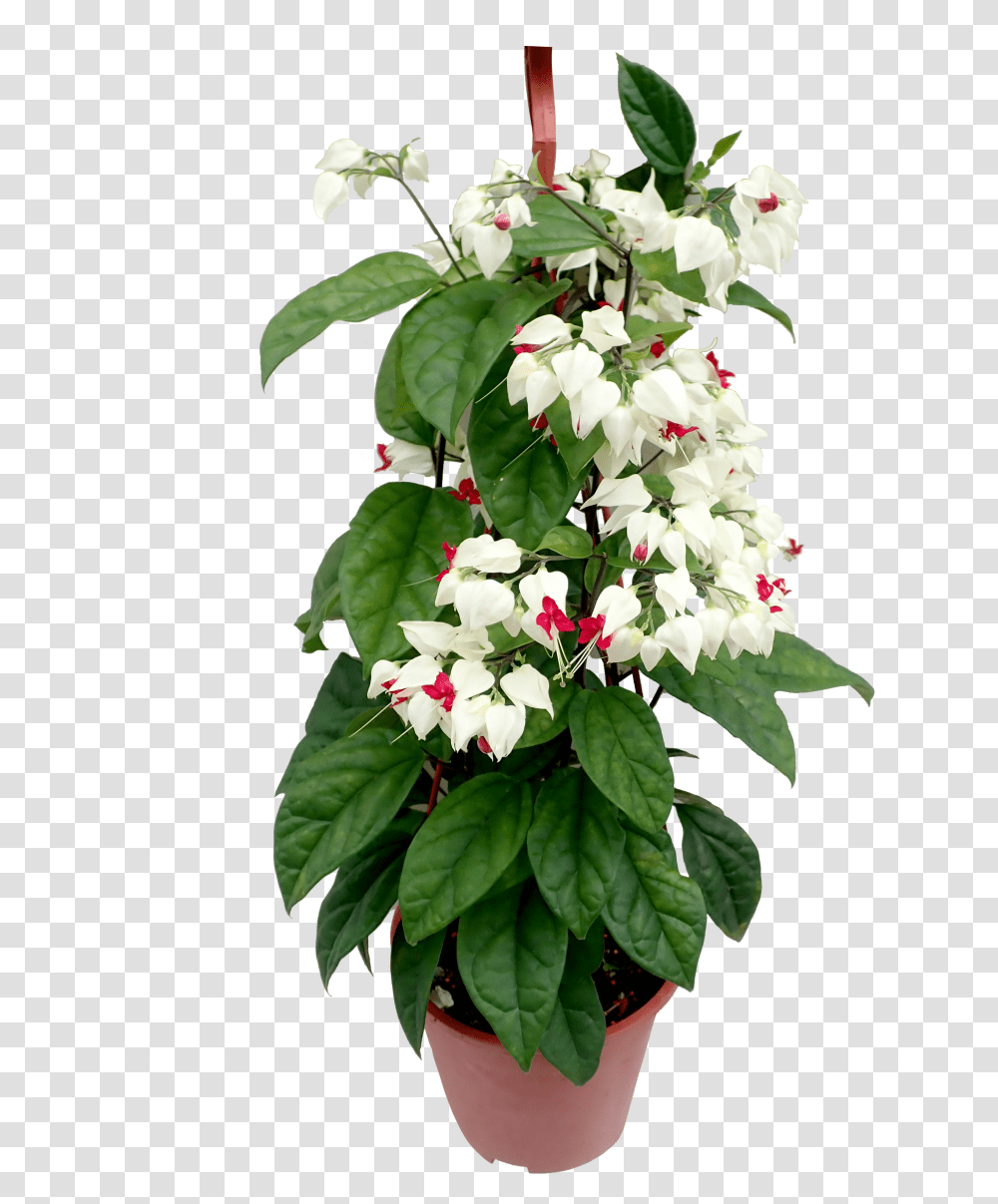 Bleeding Heart Vine In Pots, Plant, Flower, Blossom, Acanthaceae Transparent Png