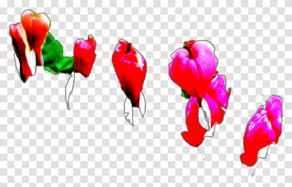 Bleeding Hearts Illustration, Bird, Animal, Ball, Balloon Transparent Png