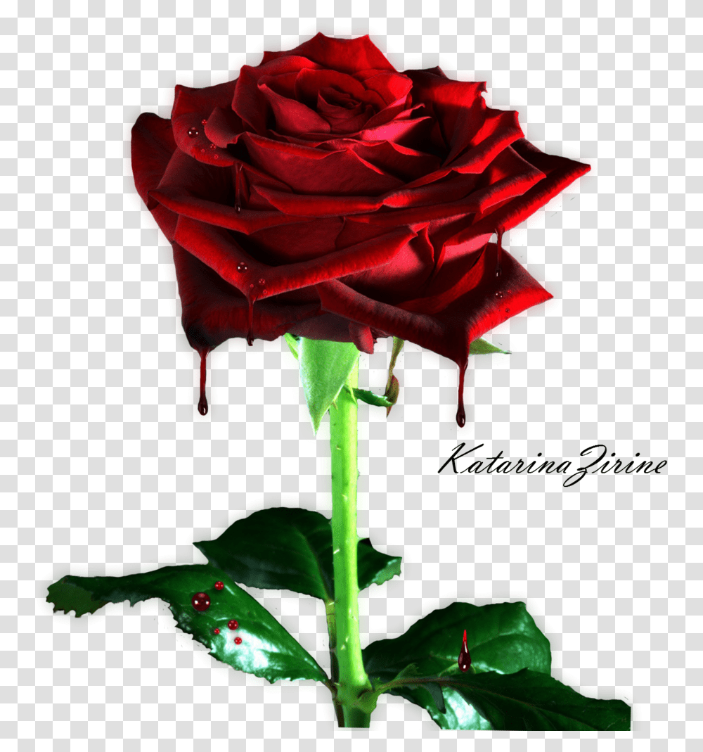 Bleeding Rose By Vladnoxart Bleeding Rose By Background Rose Flower, Plant, Blossom Transparent Png