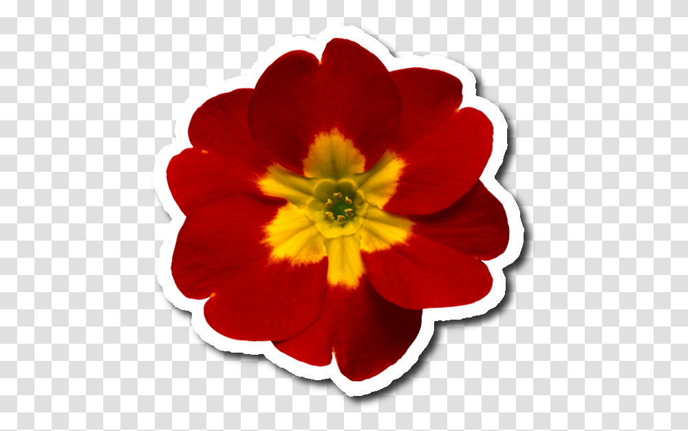 Blessed Sunday To You And Your Family, Plant, Petal, Flower, Blossom Transparent Png