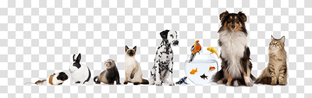 Blessing Of Animals, Pet, Mammal, Dog, Canine Transparent Png