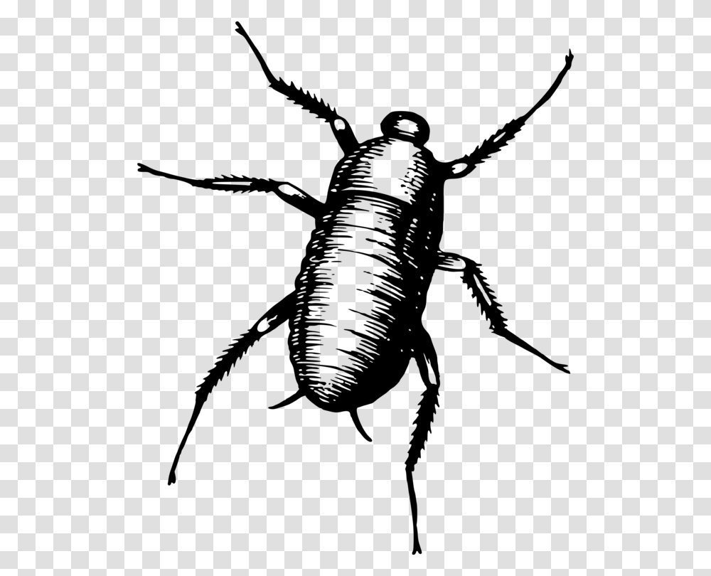 Blister Beetlesoriental Cockroachdarkling Beetles Bug Gif, Gray, World Of Warcraft Transparent Png