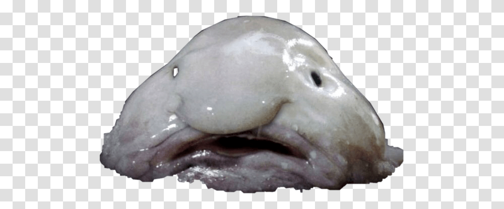 Blobfish Freetoedit Whale With Weird Nose, Stingray, Car, Vehicle, Transportation Transparent Png