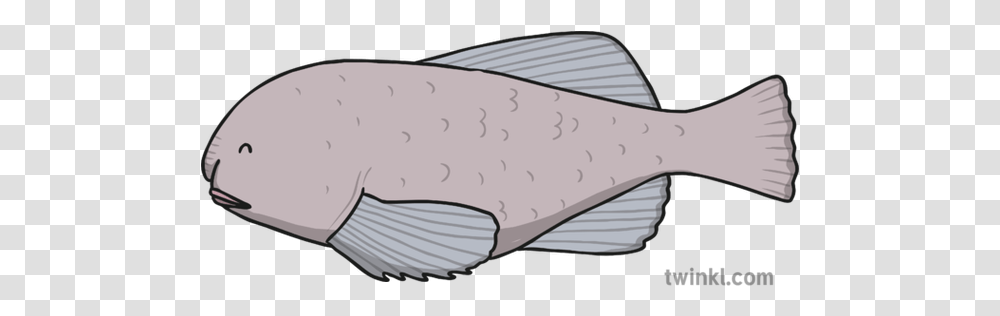 Blobfish Illustration Halibut, Sunglasses, Animal, Mammal, Sea Life Transparent Png